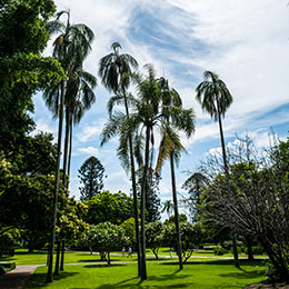 Palma de la Reina, Coco plumoso